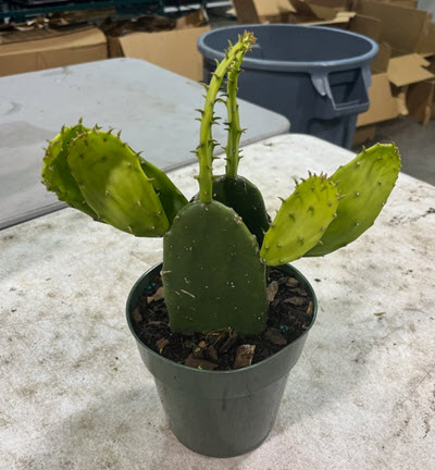 6" Cactus Opuntia Prickly Pear Green